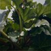 Ieva Kampe-Krumholca "I Am Just a Regular Person II"
