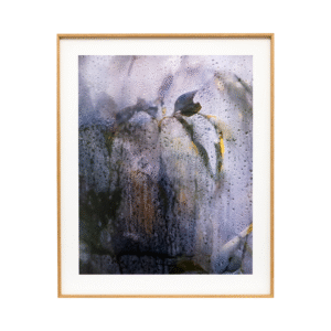 Annika Haas foto seeriast “Kasvuhooneefekt”