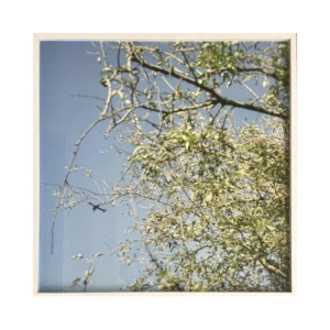 Krista Mölder “Landmarks. The Use of Empty Toothpaste Tube”