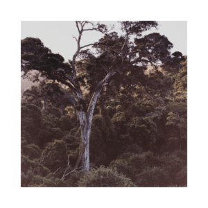 Paul Kuimet “Nature’s Valley I-III”